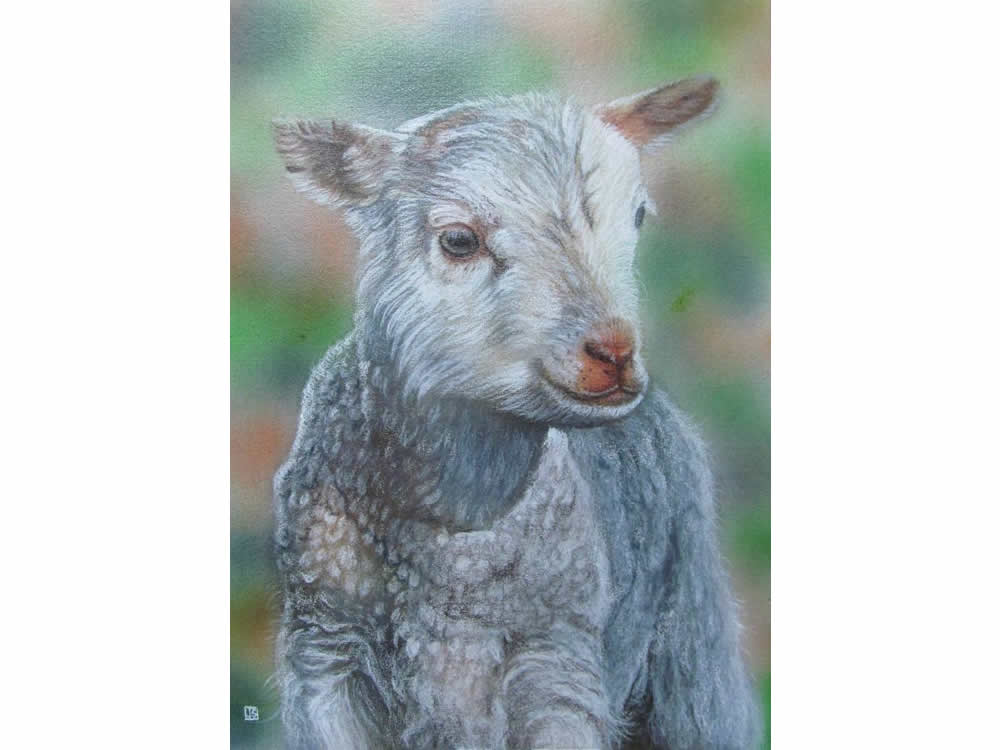 Lamb